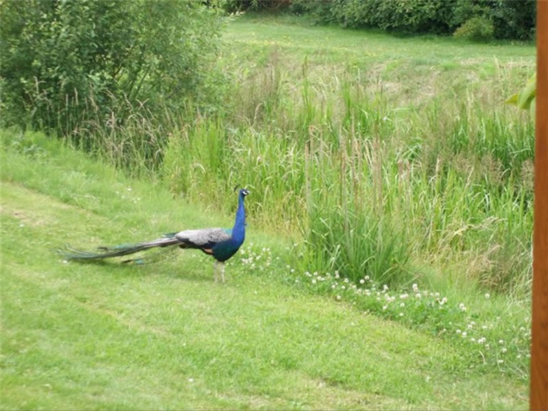 Joyce's pet peacock