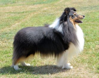 Toby1
